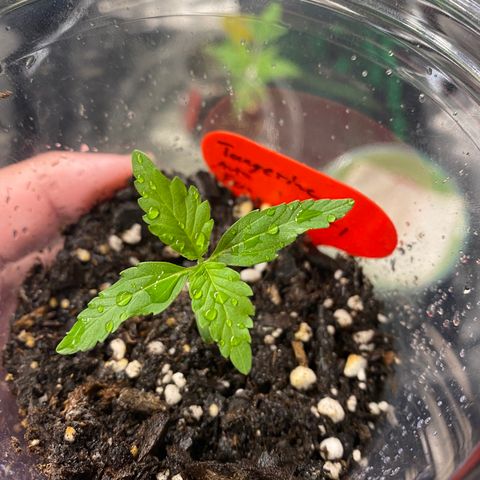 Tangerine dream #1 growlog timeline photo