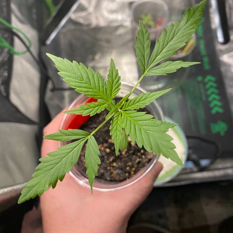 Tangerine Dream #2 growlog photo: Starting to smell
