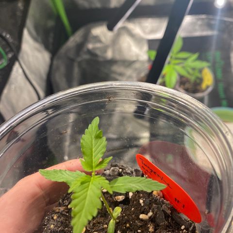 Tangerine dream #1 growlog timeline photo