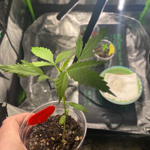 Tangerine Dream #2 growlog timeline photo