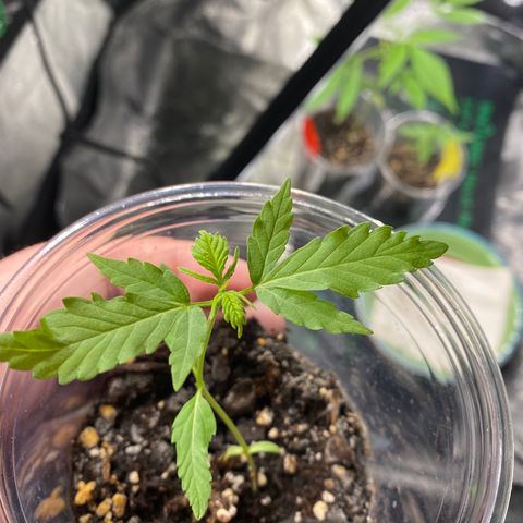 Tangerine dream #1 growlog timeline photo