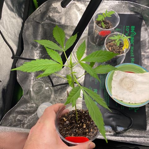 Tangerine Dream #2 growlog timeline photo