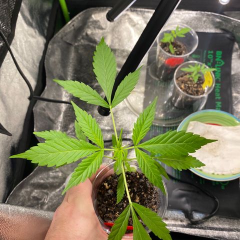 Tangerine Dream #2 growlog timeline photo