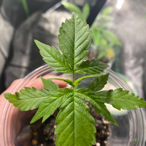 Tangerine dream #1 growlog timeline photo