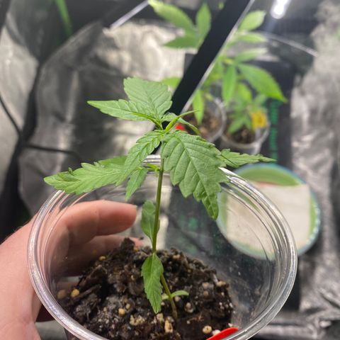 Tangerine dream #1 growlog timeline photo