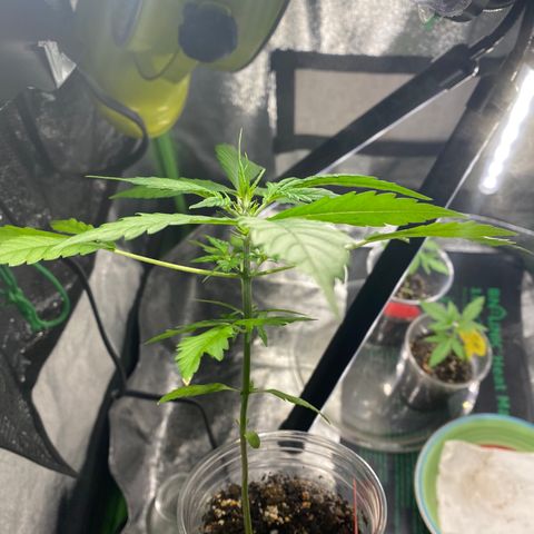 Tangerine Dream #2 growlog timeline photo