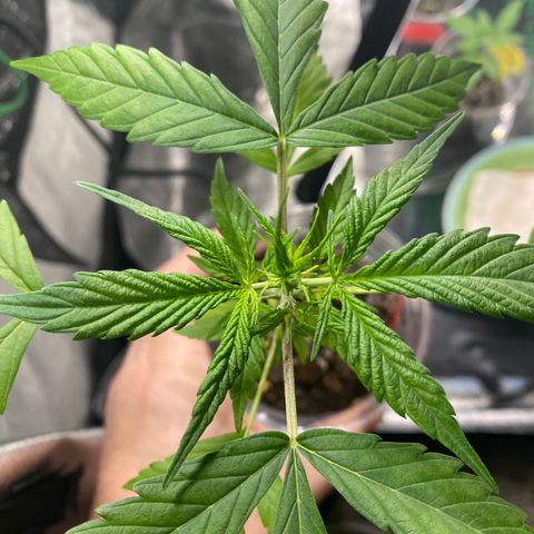 Tangerine Dream #2 growlog timeline photo