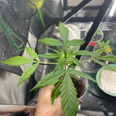 Tangerine Dream #2 growlog timeline photo
