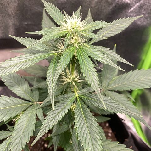 Tangerine Dream #2 growlog timeline photo