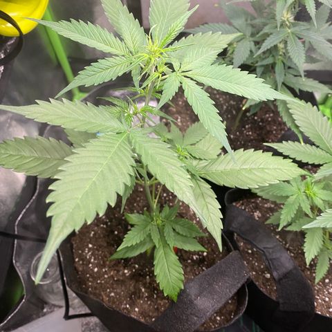 Tangerine dream #1 growlog timeline photo