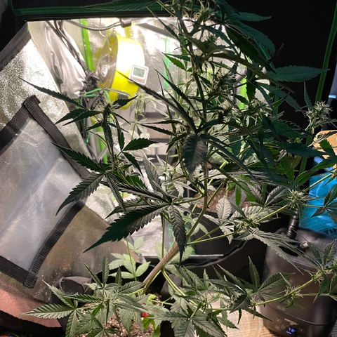 Tangerine dream #1 growlog timeline photo