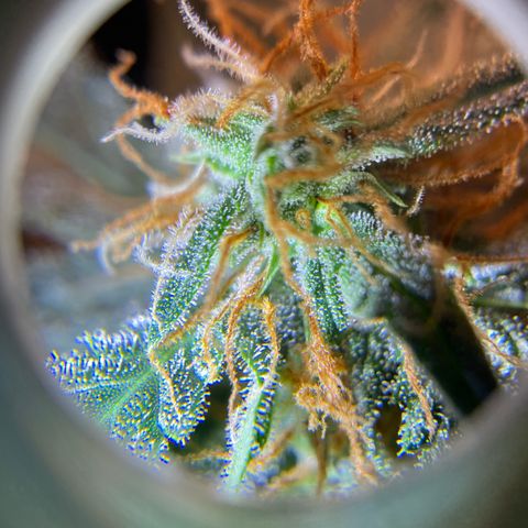 Tangerine Dream #2 growlog timeline photo