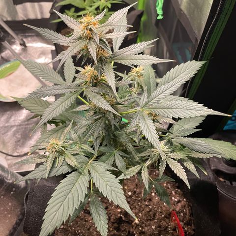 Tangerine Dream #2 growlog timeline photo