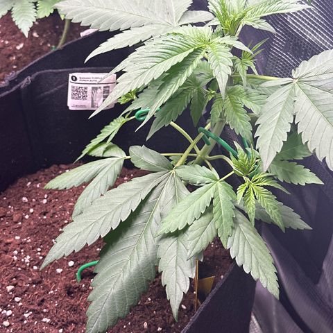 Banana Purple Punch Auto growlog timeline photo