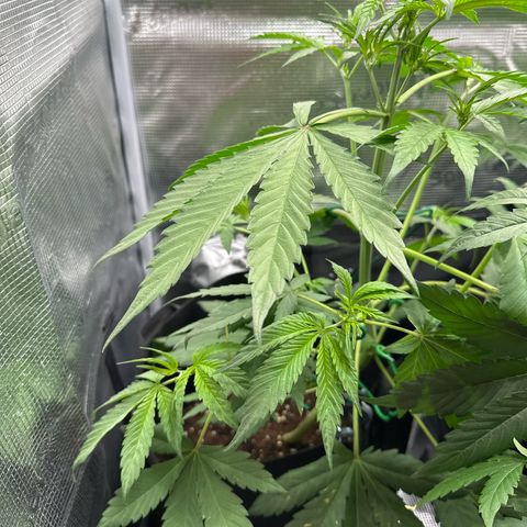 Banana Purple Punch Auto growlog timeline photo