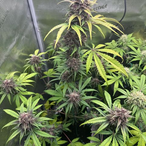 Banana Purple Punch Auto growlog timeline photo
