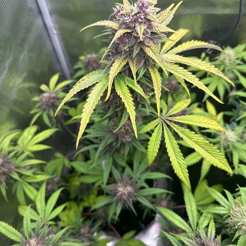 Banana Purple Punch Auto growlog timeline photo