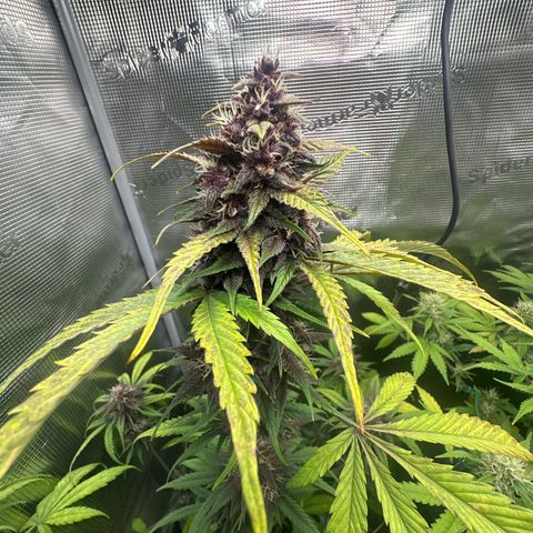 Banana Purple Punch Auto growlog timeline photo