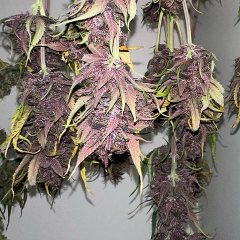 Banana Purple Punch Auto growlog timeline photo