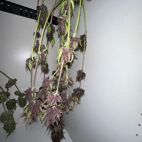 Banana Purple Punch Auto growlog timeline photo