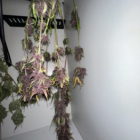 Banana Purple Punch Auto growlog timeline photo