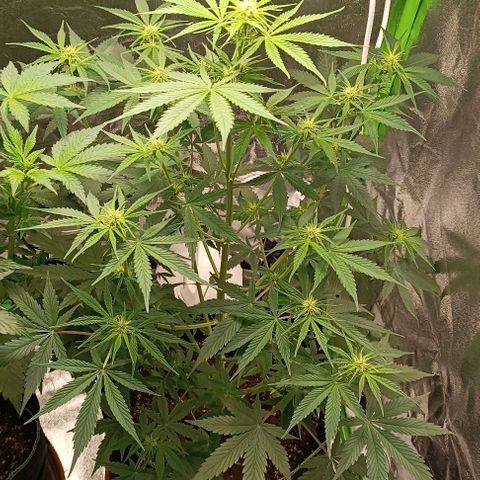 Sweet ZZ Automatic growlog timeline photo