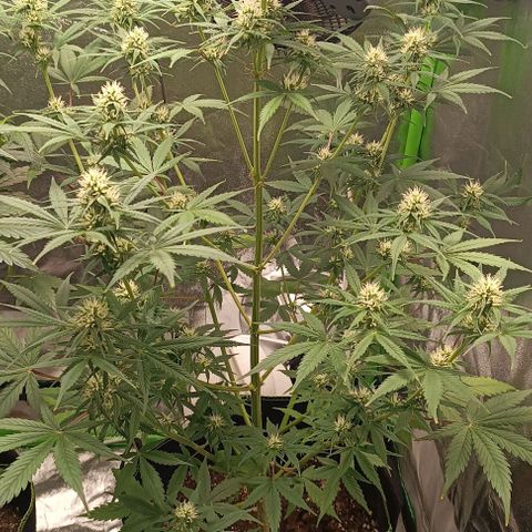 Sweet ZZ Automatic growlog timeline photo