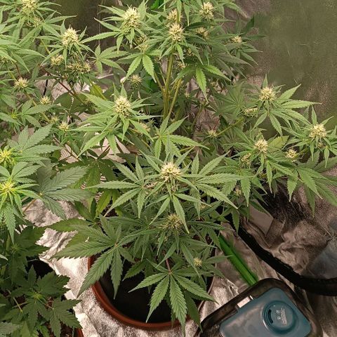 Sweet ZZ Automatic growlog timeline photo