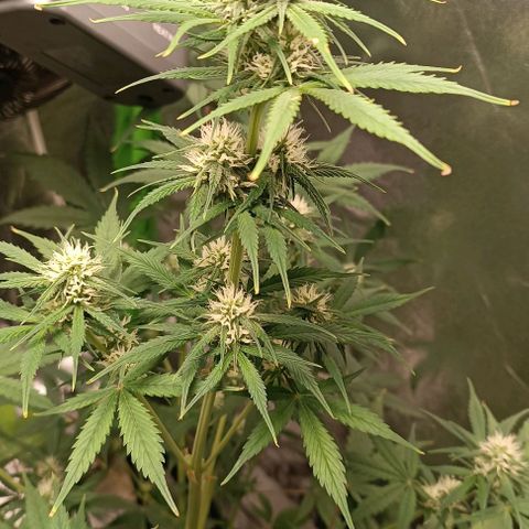 Sweet ZZ Automatic growlog timeline photo