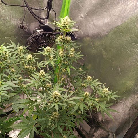 Sweet ZZ Automatic growlog timeline photo