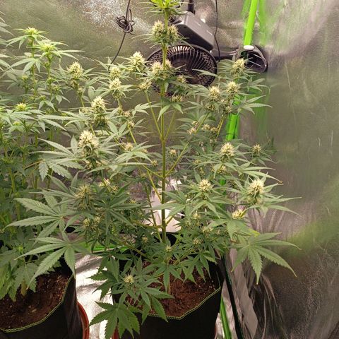 Sweet ZZ Automatic growlog timeline photo