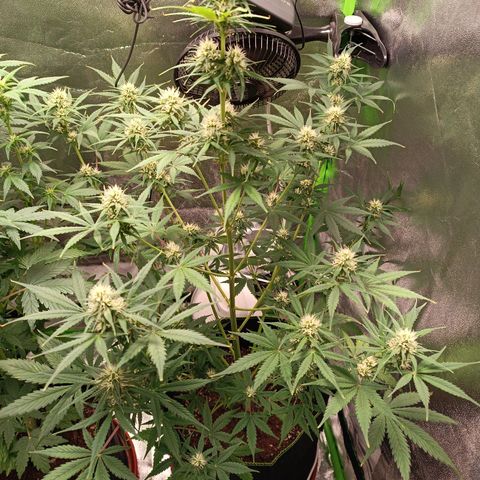 Sweet ZZ Automatic growlog timeline photo