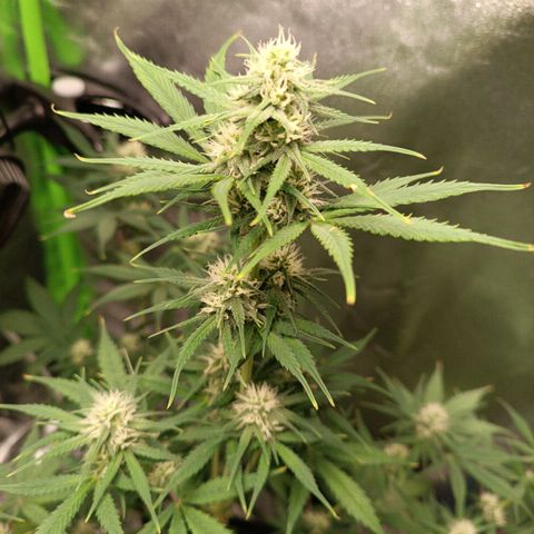 Sweet ZZ Automatic growlog timeline photo