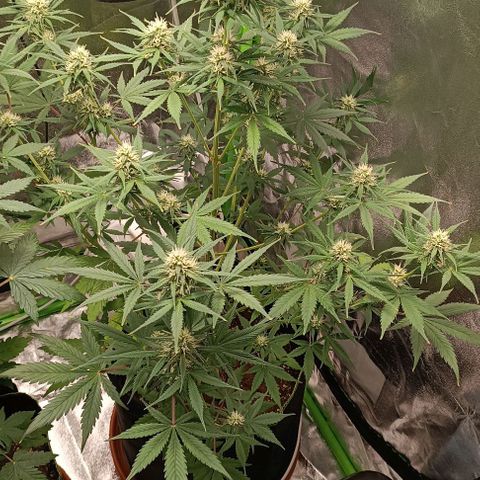 Sweet ZZ Automatic growlog timeline photo