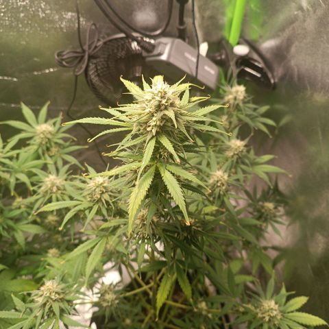 Sweet ZZ Automatic growlog timeline photo