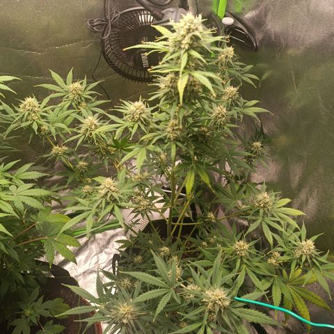 Sweet ZZ Automatic growlog timeline photo
