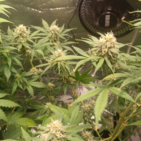 Sweet ZZ Automatic growlog timeline photo