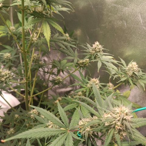 Sweet ZZ Automatic growlog timeline photo