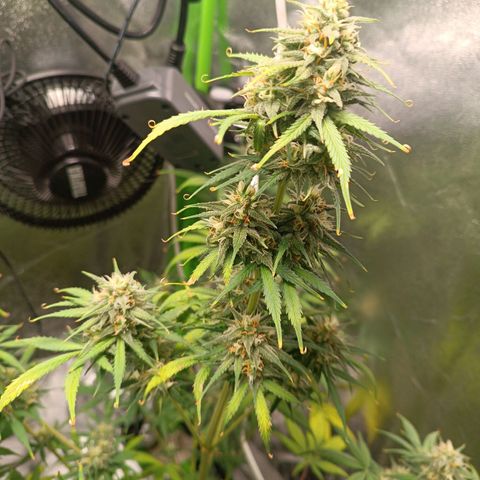 Sweet ZZ Automatic growlog timeline photo
