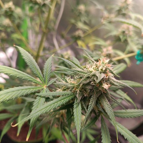 Sweet ZZ Automatic growlog timeline photo