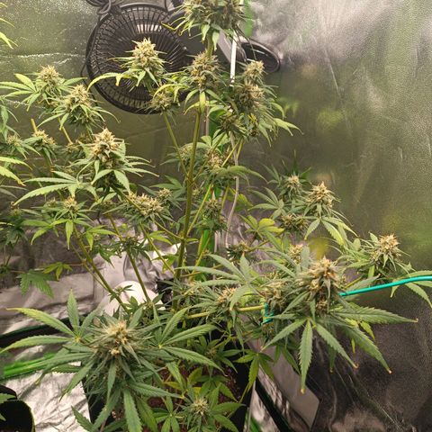 Sweet ZZ Automatic growlog timeline photo