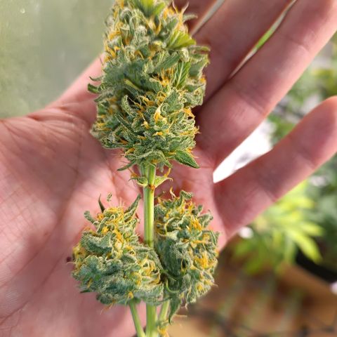 Sweet ZZ Automatic growlog timeline photo