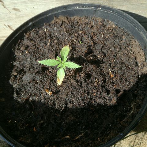 Royal Moby growlog photo: Verpot en voeding
Blaadjes verband of teveel.water of weinig voeding...
