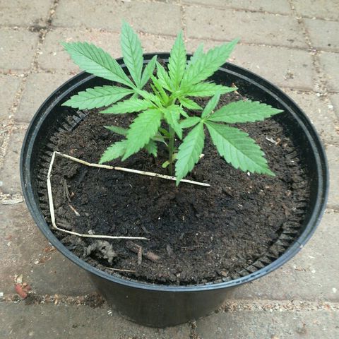 Royal Moby growlog photo: Getopt na 2de 5blad
