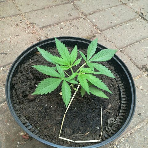 Royal Moby growlog photo: Getopt na 2de 5blad