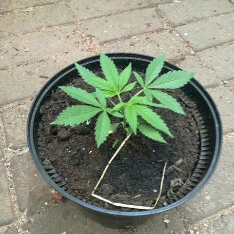 Royal Moby growlog timeline photo
