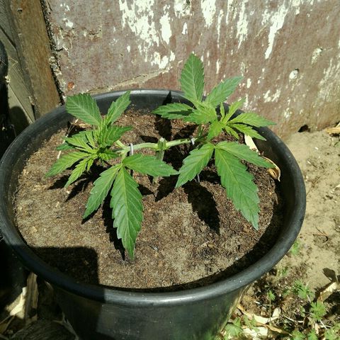 Royal Moby growlog photo: Laatste top er af en lst