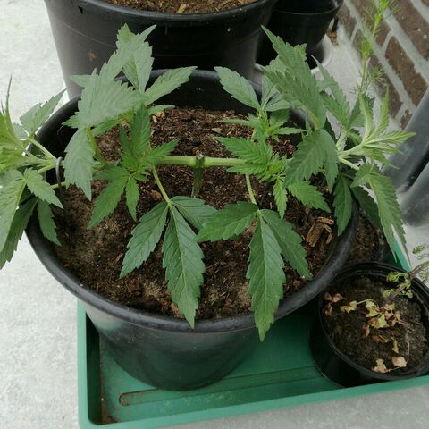 Royal Moby growlog photo: Groeit als kool. Perfect gezond