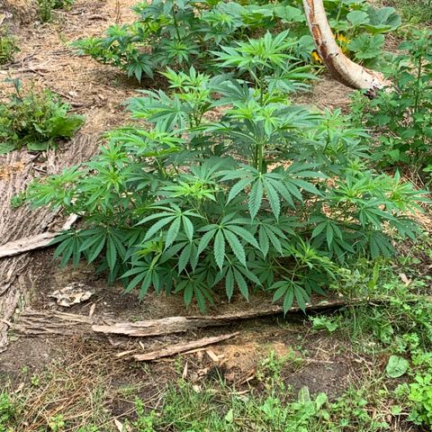 Royal Moby growlog photo: Eerste bloeihaartjes zichtbaar