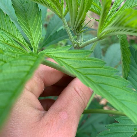 Royal Moby growlog photo: Bloeihaartjes